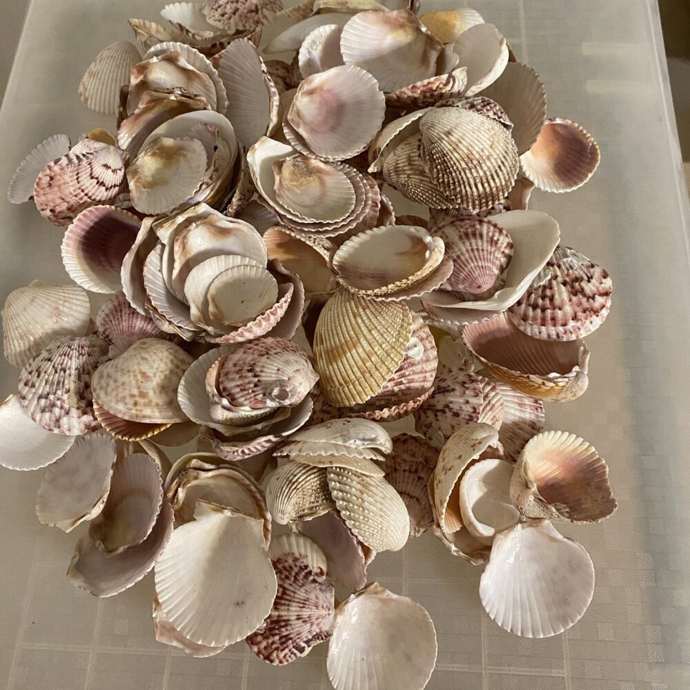 Seashell Symphony / Assortment - Picture 2 of 10